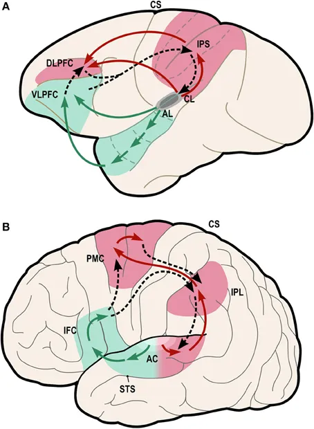 Decoding the Jargon: How Nootropic Brands Weaponize Neuroscience Terminology Against Consumers